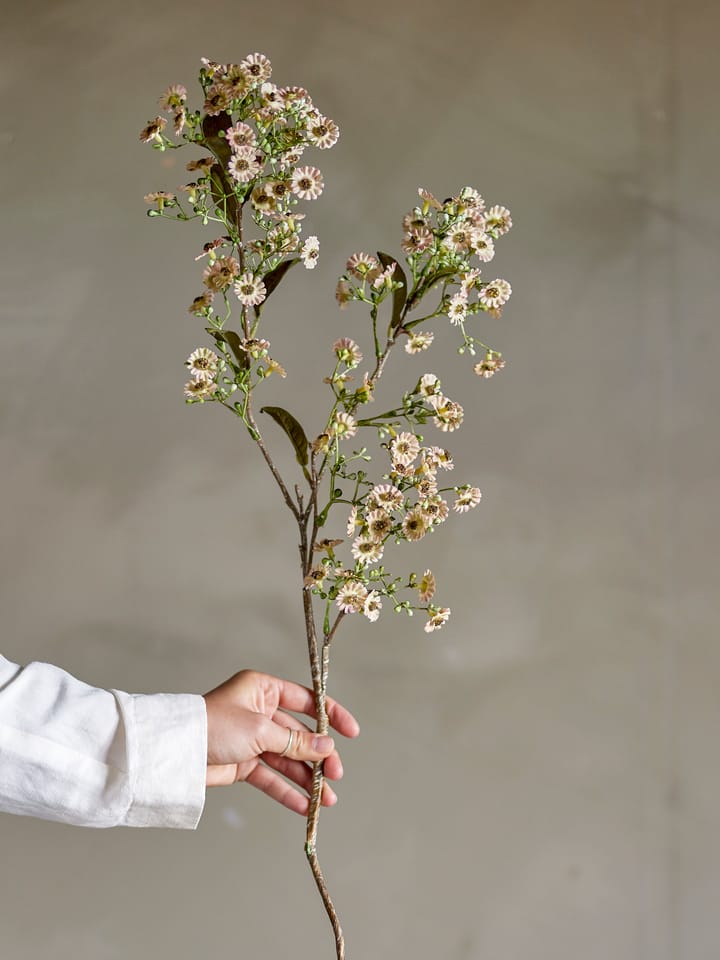 Stem vahakukka, Valkoinen Bloomingville