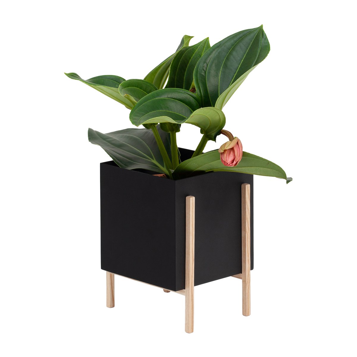 Design House Stockholm Botanic pot ruukku Musta-saarni